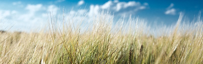 Field of barley